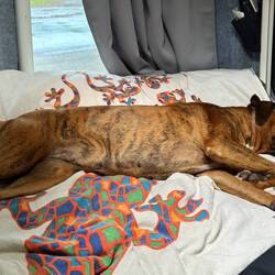 dogwalk finished 🥰