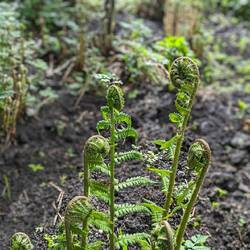 Young ferns unfurling from their Korus