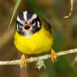 Santa Marta Wabler (endemic)