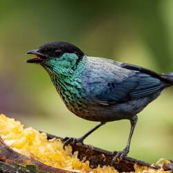 Black Capped Tanager
