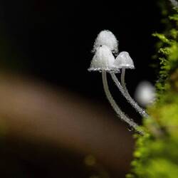 Tiny Fungi with dew