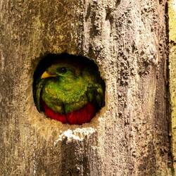 White tipped Quetzal nest