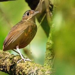 Scaled Antpitta - incredibly hard to see - lifer for our guide!