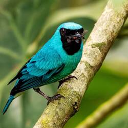 Swallow Tanager