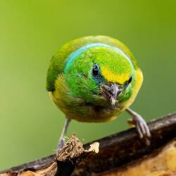 Blue Collared Chlorophonia