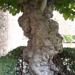Fig tree