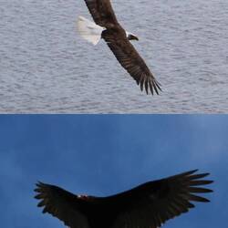Weißkopfseeadler und Truthahngeier
