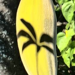 Schatten an einer Frucht