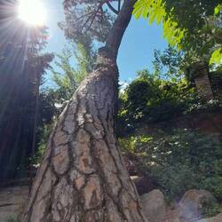 Madrid botanical gardens