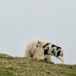 Keine Kuh, kein Zebra sondern ein Lamm 😂