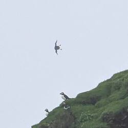 Sieht lustig aus wenn sie fliegen 🤣