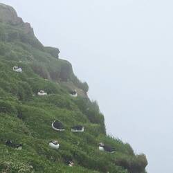 Hier wird kräftig gebrütet