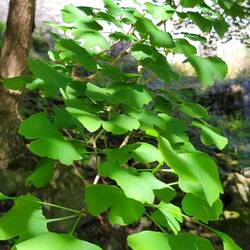 Fast wie in der CH😃. Aber hier säumen Ginkos den Wegrand.