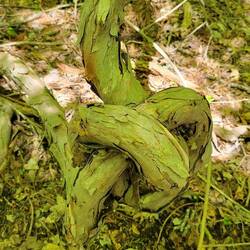 Eine lustige Laune der Natur.