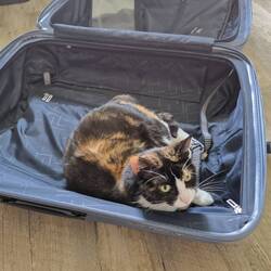 Unsere Katze wollte auch mit.