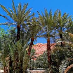 Lush greenery also in the middle of Sinai Desert!