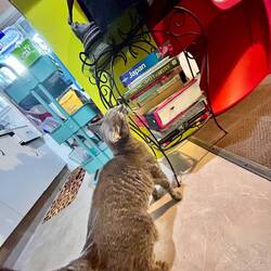 New Cat ... is a she