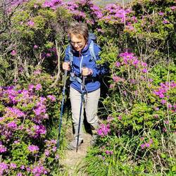 Wandern "zmitzt" durch die Alpenrosen.