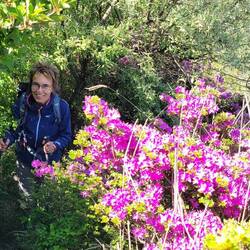 In voller Blütenpracht.