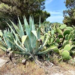 Ich liiiiiebe diese beiden Pflanzen! 😍