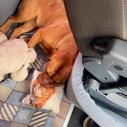 Josi ist auch müde von gestern.