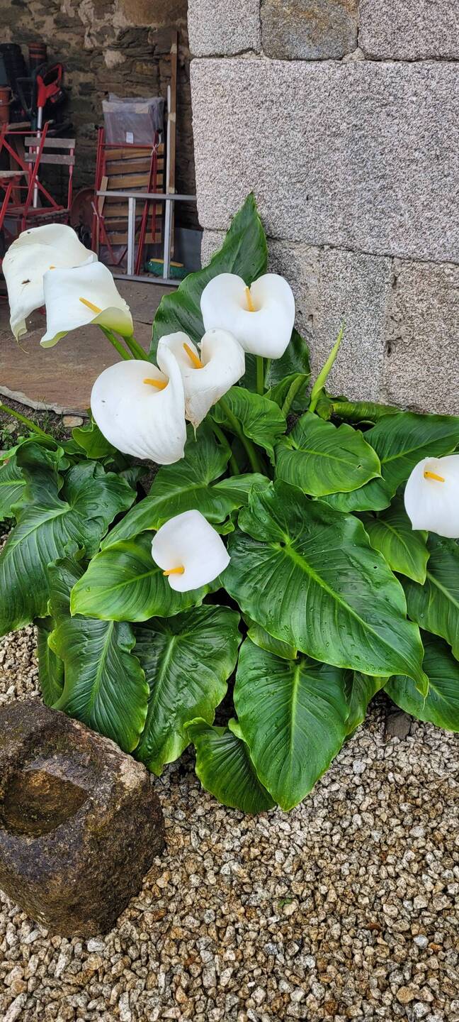 Are these Arum lillies?