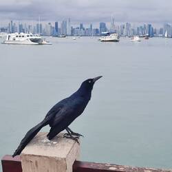 Grackel auf der schmalen Landzunge