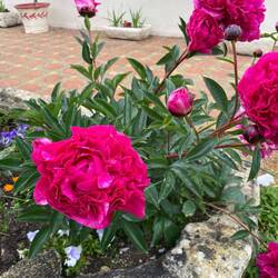 Peonies in Bloom