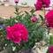Peonies in Bloom