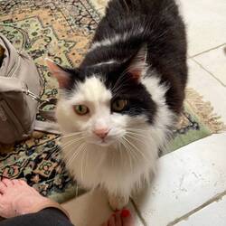 Charlie - resident cat