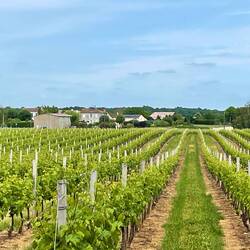 Morning stroll through Vineyards
