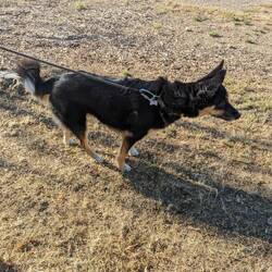 Della sees the ground squirrel
