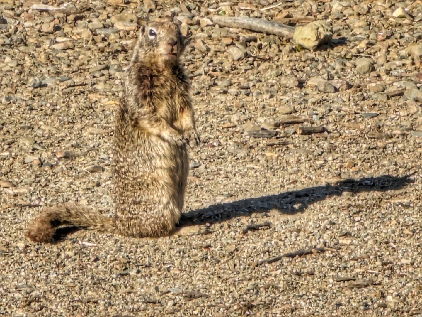 A ground squirrel
