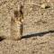 A ground squirrel