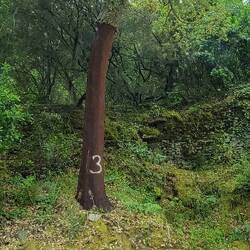 Cork Tree. They can be harvested every 9 years. The #3 denotes it was last harvested in 2023.
