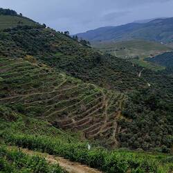 200+ year old terraces