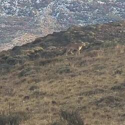 Puma - už druhá za dnešek