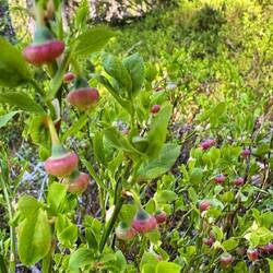 Ich werde bald viele Blaubeeren sein.