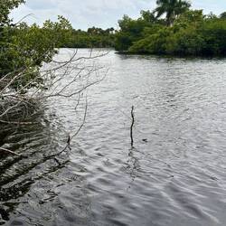 Keine Manatees da 🤷🏼‍♀️