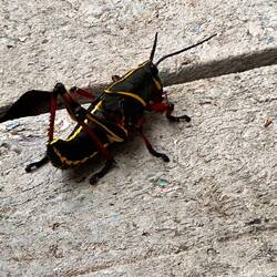 Giftiger Hüpfer für die Tierwelt, für Menschen ungefährlich .