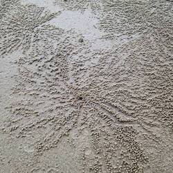 das Werk der kleinen Krebse