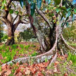 you can see how big the trees are and also the roots