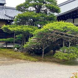 Very, very old pine-once a bonsai.