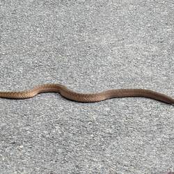 Keelback (non-venomous)