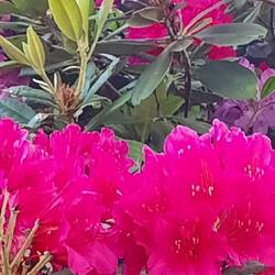 Rhododendron-Blütenträume