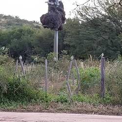 Hier sitzen die Papageien, im Hintergrund das riesige Nest