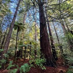 Redwoods in Rotorua