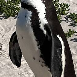African Penguin adult only about 60cm tall