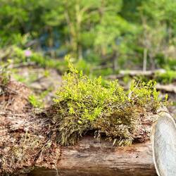 die natur nimmt sich was sie will