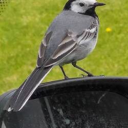 Diese kleine Bachstelze hat es sich auf unserem Außenspiegel gemütlich gemacht